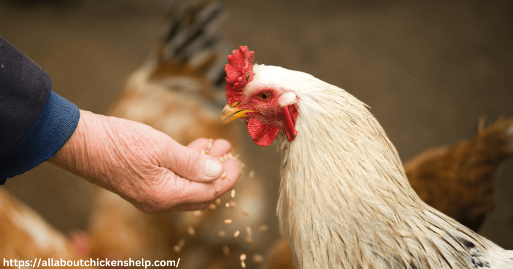 Can Chickens Eat Dog Food?