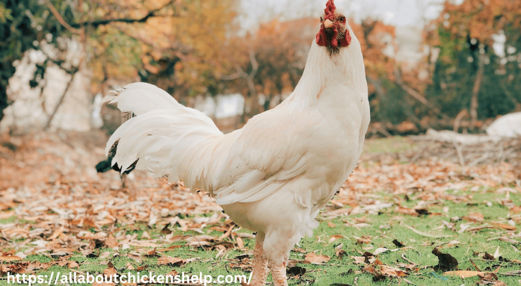 Can Chickens eat uncooked rice