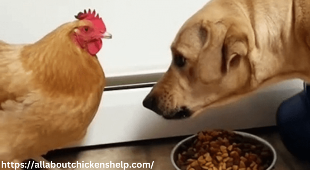 Can Chickens Eat Dog Food?