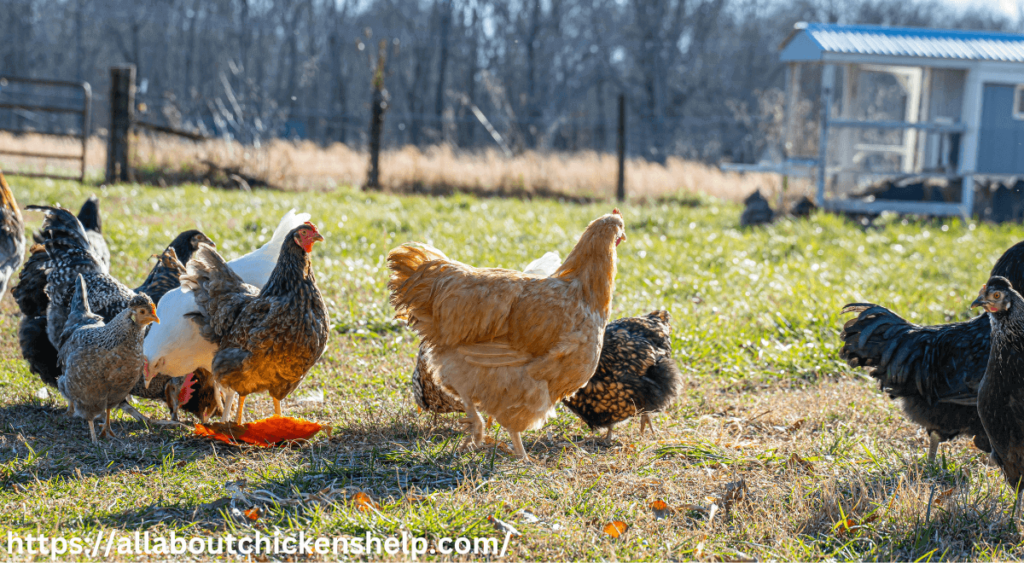 Can Chickens eat uncooked rice