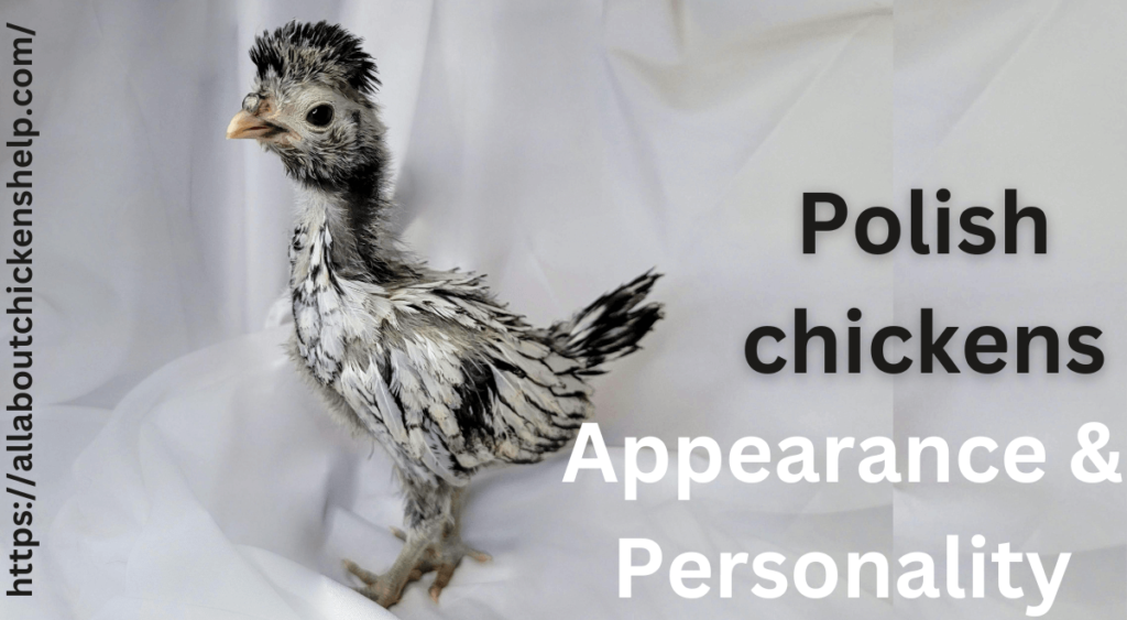 Breeding and Health Considerations for Polish Chickens